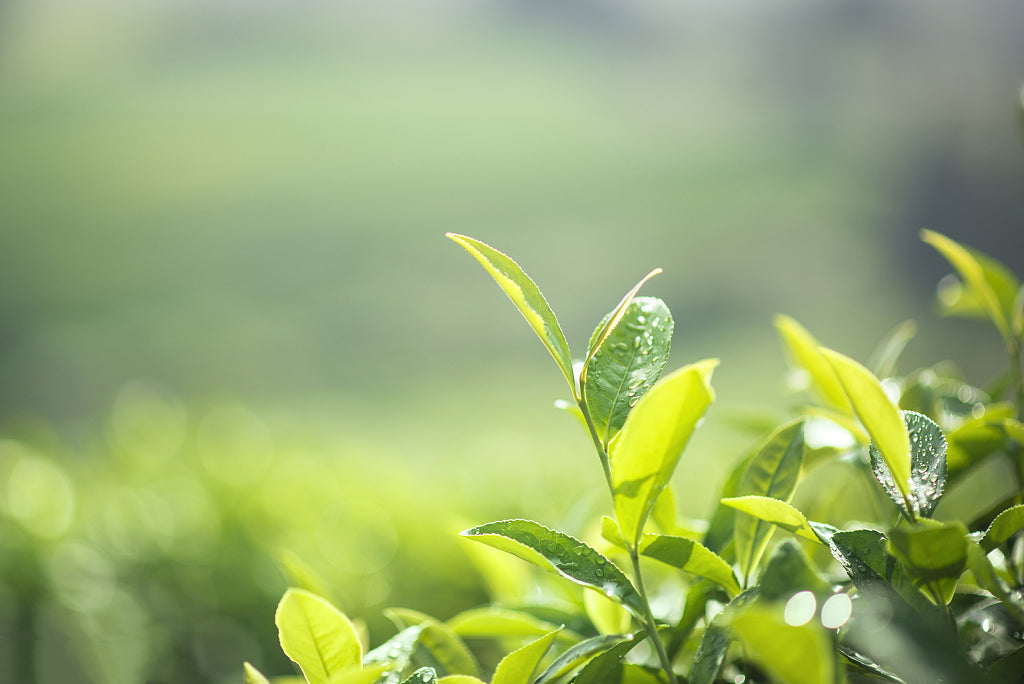 Lemon Verbena – a Slimming Tea and Cellulite Remover